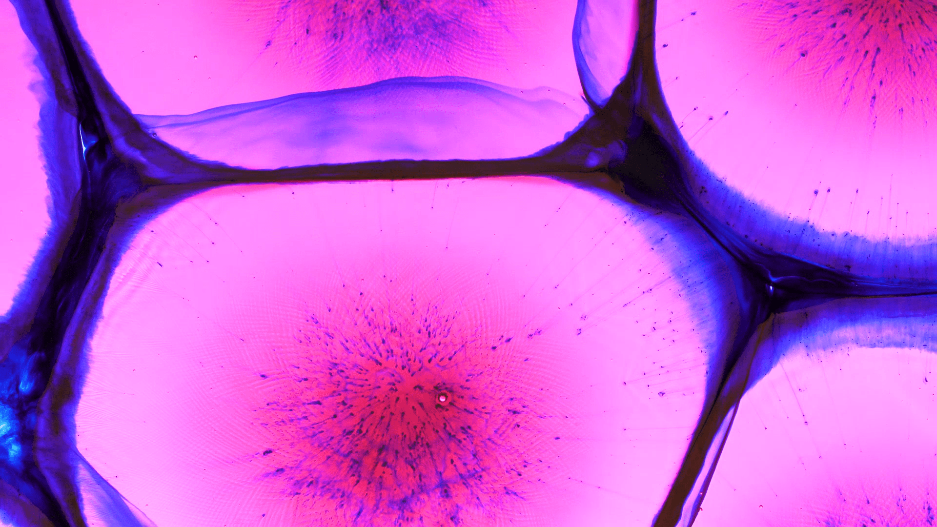 LiT Biosciences, LLC